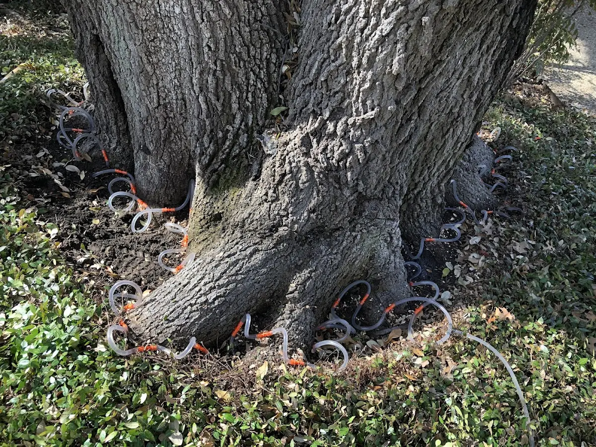Detailed Tree Cabling and Bracing job site in Marsland