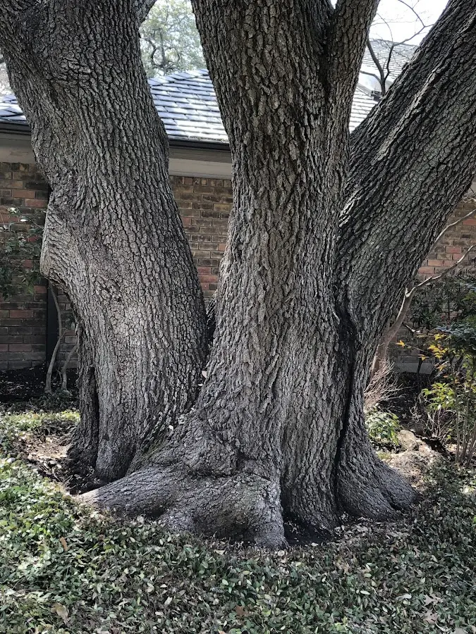 Mature heritage tree close to a Marsland property cared for by certified arborists